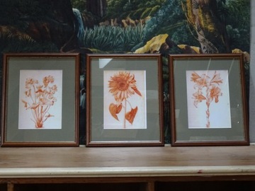 grafiki botaniczne tryptyk w kolorze sepii