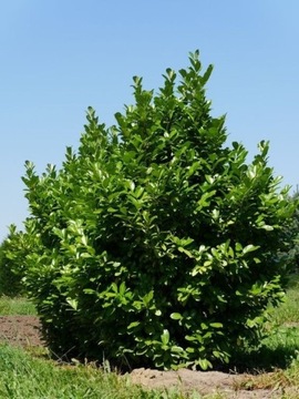 Laurowiśnia Rotundifolia 30/50cm