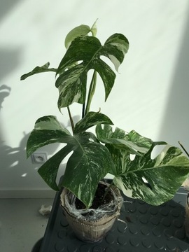 Monstera Deliciosa Variegata duża wariegacja 60 