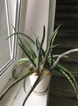 Aloes leczniczy aloe vera nakrapiany GDAŃSK