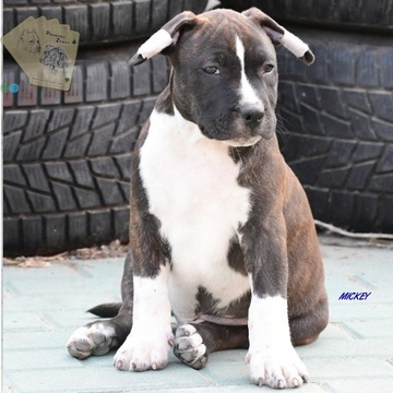 Amstaff - szczeniaki pięknie pręgowane ZKwP/FCI