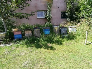 Odkłady pszczele 