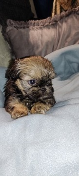 Szczenie Suczka Shih Tzu 