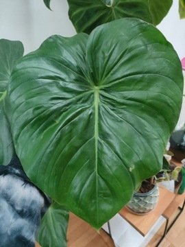 Philodendron pastazanum ukorzeniony araceae