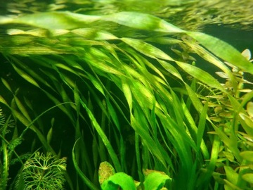 Vallisneria americana trawka nurzaniec akwarium