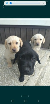 Szczenięta Labrador retriver