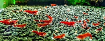 Krewetki Caridina Red Ruby Extreme ZAMIANA GRATIS 