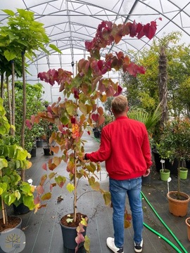 Judaszowiec Kanadyjski / Cercis 'Eternal Flame'