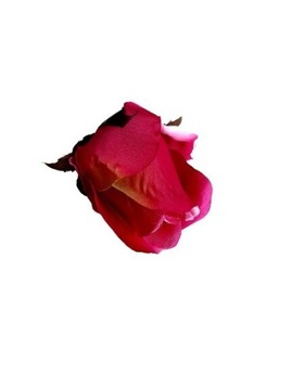 Róża główka kwiatowa 
