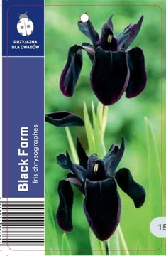 Irys black form iris chrysographes