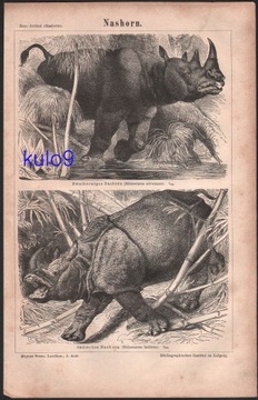 NOSOROŻCE litografia z 1874 roku ORYGINAŁ