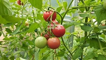 POMIDOR  RAINBOW CHERRY