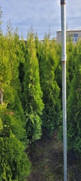 Tuja Smaragd 140-160 cm tuje szmaragd zielona góra