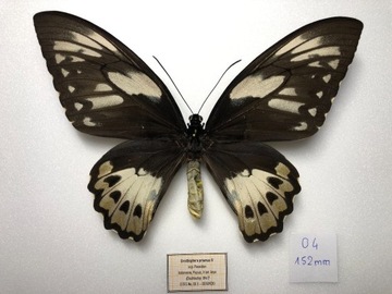 Entomologia Ornithoptera priamus ssp. Poseidon A1