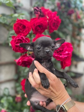 Chihuahua - wspaniały maluch gotowy do nowego domu, hodowla LAUBERT