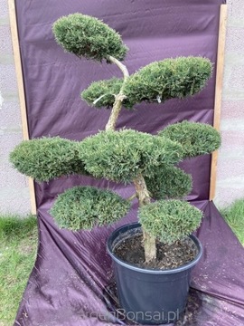 Bonsai z Jałowca 'Mint Julep'-szkółkowany -130cm