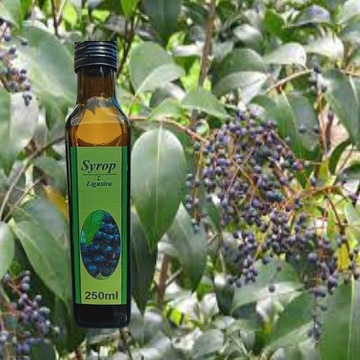 Syrop z Ligustrum Licidum 250 ml. 