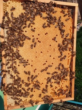 Matki pszczele jednodniówki dostępne od ręki