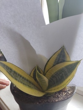 Sansevieria golden hahnii 