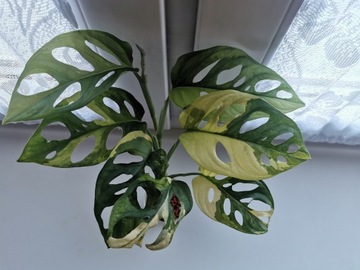 Monstera Adansonii Aurea Variegata