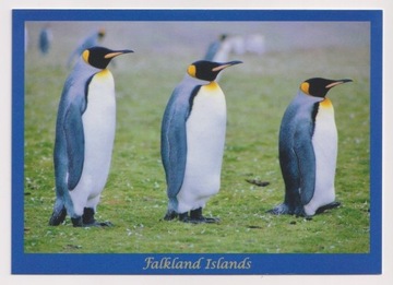 Falklandy Malwiny NOWA Pingwiny Królewskie 588A