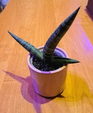 sansevieria Boncel sansewieria