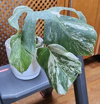 Monstera Deliciosa variegata - roślina w doniczce