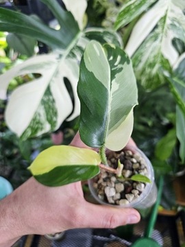 Philodendron Squamiferum Albo Variegata 