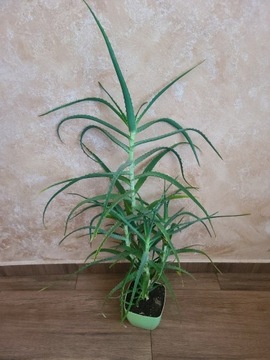 Aloes dzrzewiasty 80 cm 9-letni i zielona donica