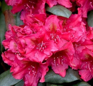 RÓŻANECZNIK 'Dotella' | RHODODENDRON