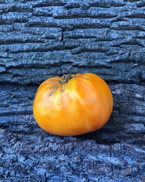 ZAGADKA PROIDY Pomidor Kolekcjonerski