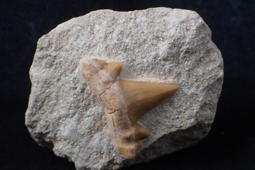 Ząb rekina Otodus obliquus, maroko                