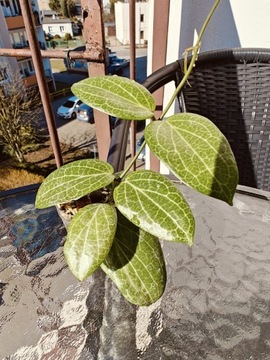 Hoya fitchii sadzonka ukorzeniona