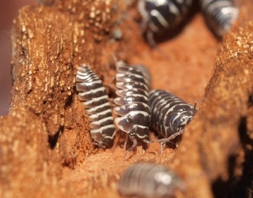 Isopody Armadilidium maculatum "zebra",15 sztuk