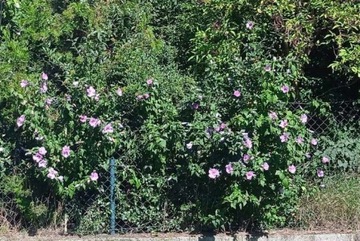 Hibiskus, chińska róża KRAKÓW duży wybór