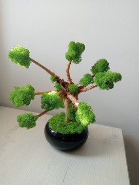 Drzewko bonsai z mchu 