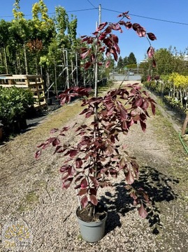 Buk pospolity / Fagus sylvatica 'Purpurea Tricolor' / 140-160cm