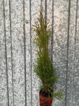 THUJA 'SMARAGD' 30/40cm!! P9, tuja szmaragd