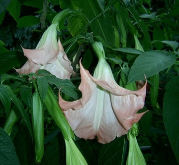 Brugmansja - datura  różowa sadzonki 