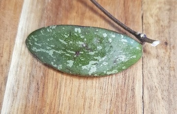 Hoya cv vl9 sp512 - cięta sadzonka 