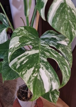 Monstera deliciosa variegata cała roślina