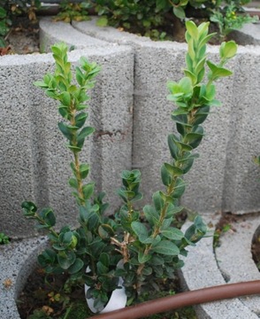 Bukszpan wieczniezielon 'Polar' Buxus 104