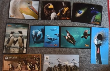 pocztówki z ptakami