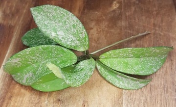 Hoya pubicalyx silver splash - cięta