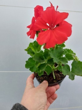 Pelargonia caliope - Mojo Scarlet