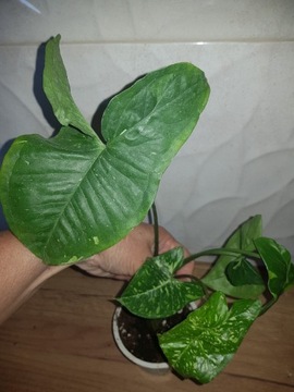 Syngonium zroślicha Panda