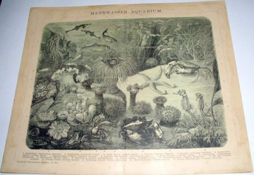 Morze-Zwierzęta oryg. XIX w. chromolitografia