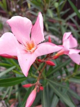 Oleander, roślina w doniczce