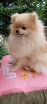 Pomeranian szpic miniaturowy ZKwP FCI 