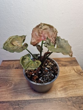 Syngonium strawberry ice